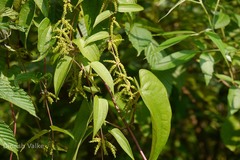 Dioscorea alata